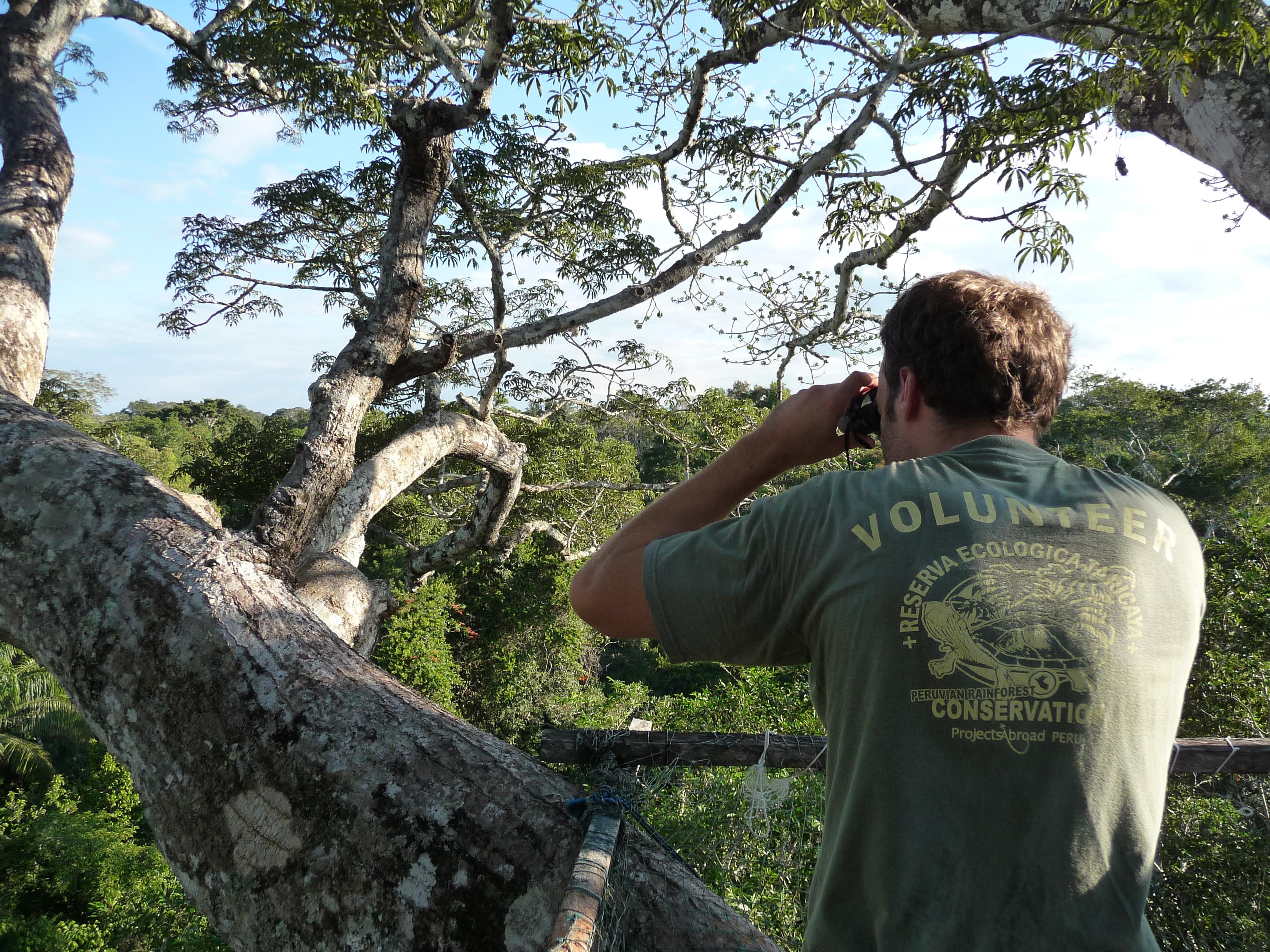 Voluntario ambiental realizando observación de aves en Perú. Como parte de su voluntariado de conservación, voluntario observa aves en la Selva Amazónica en Perú.